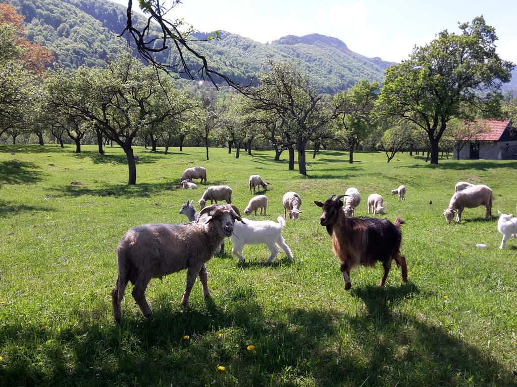 Pensiunea din Livada Bran  Bagian luar foto